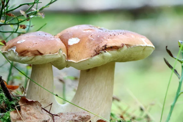 Çift Kişilik cep mantar büyümek yakın çekim — Stok fotoğraf