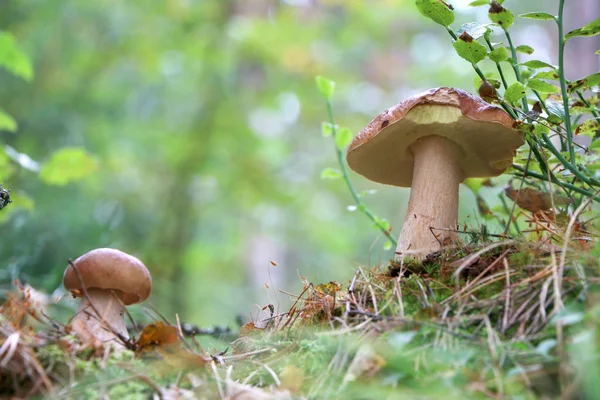 Zwei Steinpilze wachsen im Holz — Stockfoto