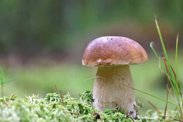 Cep mushroom close-up — Stock Photo, Image