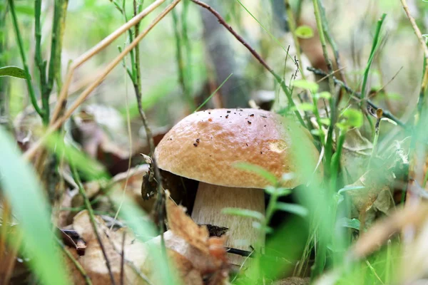 Grande fungo cep crescere in erba — Foto Stock