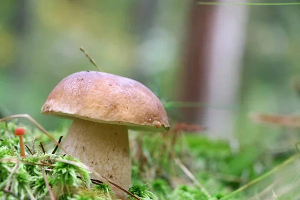 Großer Steinpilz in Nahaufnahme — Stockfoto