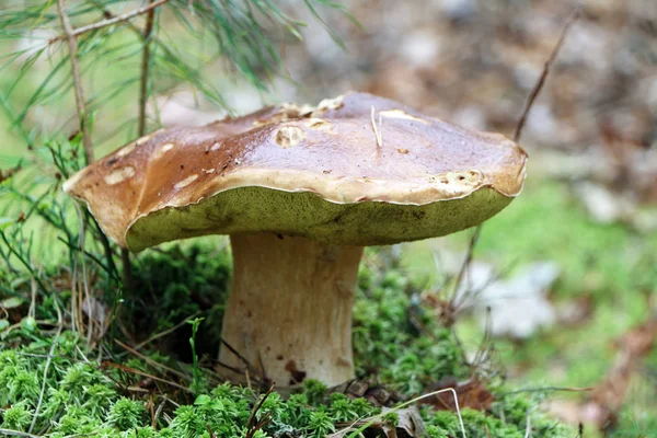 Vieux champignon cep poussent dans la mousse — Photo