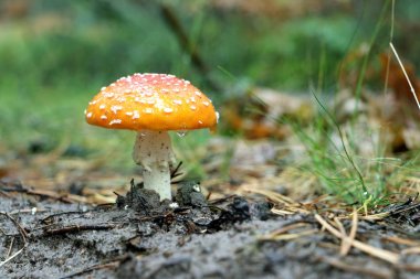 Kırmızı Agaric mantar yağmurda