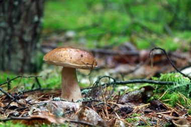 Boletus mantar yağmurda
