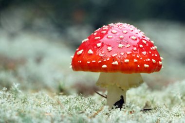 Kırmızı Amanita mantar makro