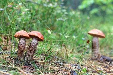 Üç turuncu-cap çörek mantar