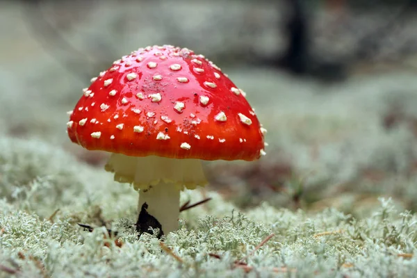 Röd Amanita svamp närbild — Stockfoto