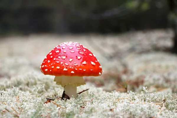 Röd person svamp — Stockfoto