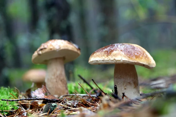 Três boletus cogumelo e chuva — Fotografia de Stock