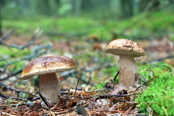 Dwa Borowik i deszcz grzyb — Zdjęcie stockowe