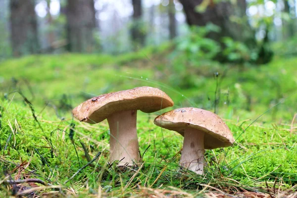 yağmur altında iki çörek mantar