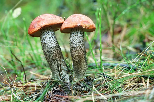 Due funghi porcini arancio-cap — Foto Stock