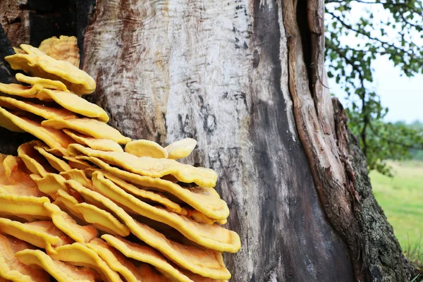 Parasite champignon sur l'arbre — Photo