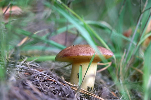 Mantar Suillus ormanda büyümek