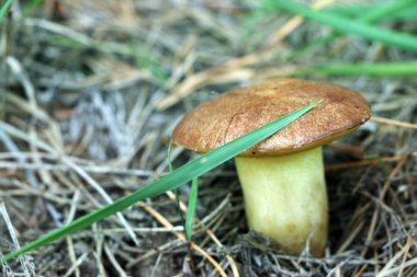 Büyük kök yakın çekim ile mantar Suillus