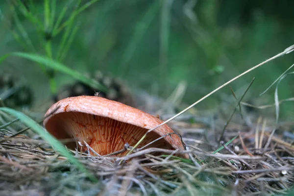 Ahşap mantar Lactarius