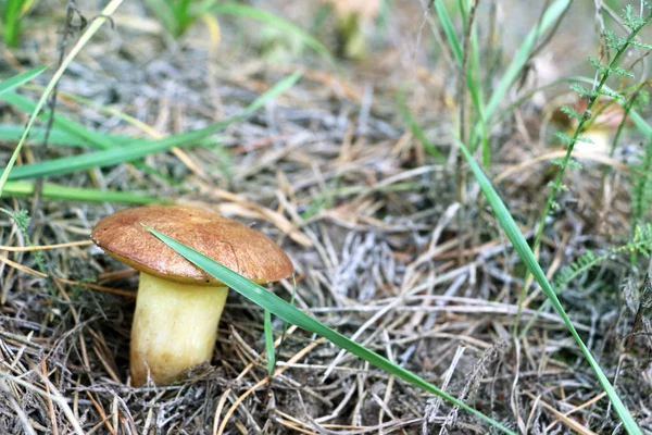 큰 줄기를 가진 버섯 Suillus — 스톡 사진