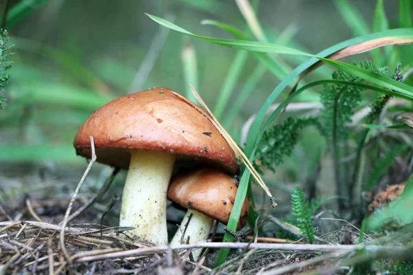 Dois cogumelos Suillus crescem em madeira — Fotografia de Stock