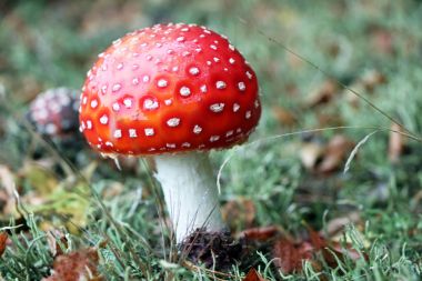 Amanita muscaria mantar yakın çekim