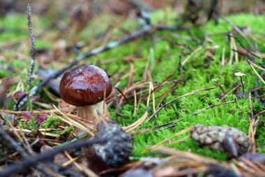 ormanda küçük çörek badius büyür