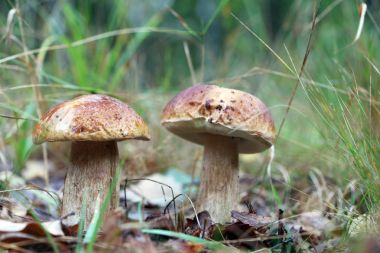 İki büyük beyaz mantar yakın çekim