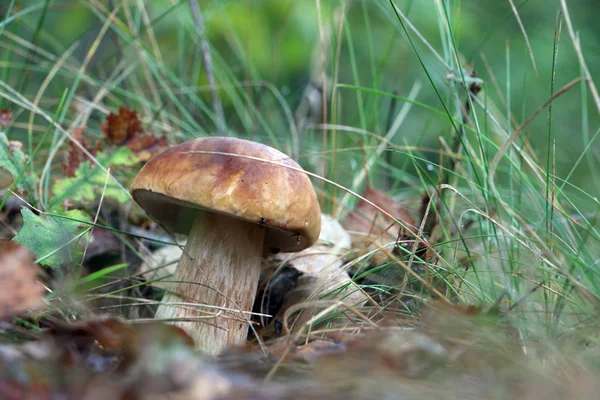 Grande fungo bianco cresce in erba — Foto Stock