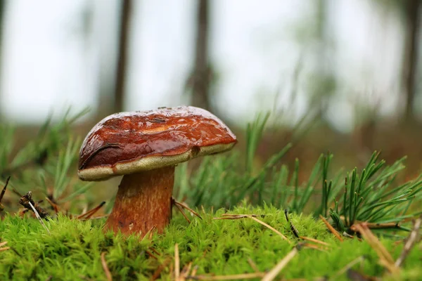 Mushroom Boletus badius grows in moss — Stock Photo, Image