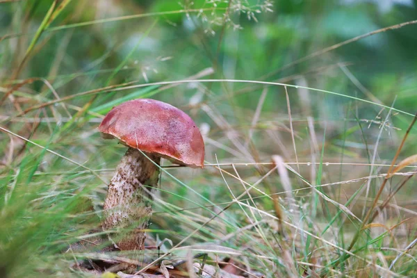 Svamp röd Leccinum växer i gräs — Stockfoto