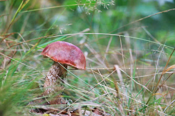 mushroom red Leccinum grows in grass
