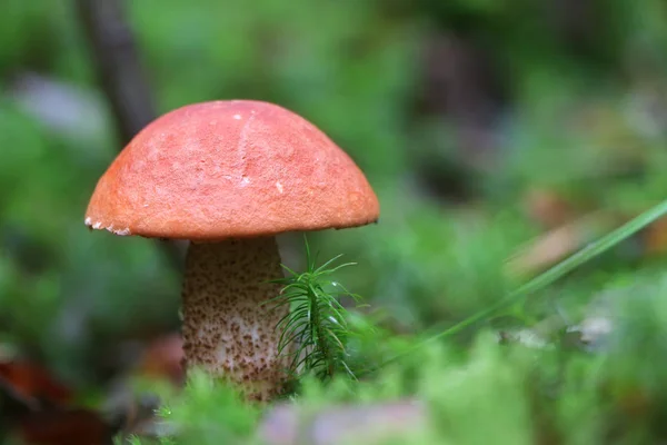 Svamp röd Leccinum — Stockfoto