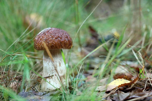 Kleiner weißer Pilz wächst im Gras — Stockfoto