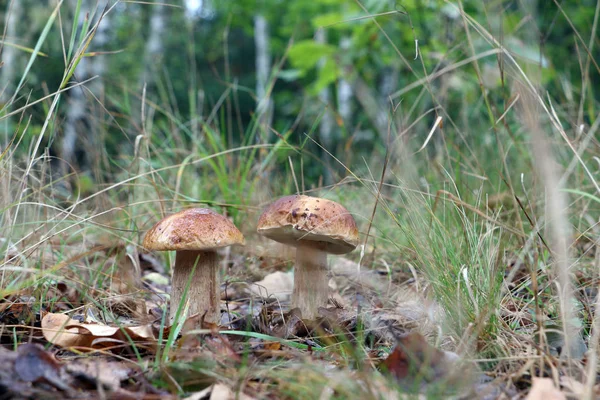 Ormanda iki büyük beyaz mantar yetişir