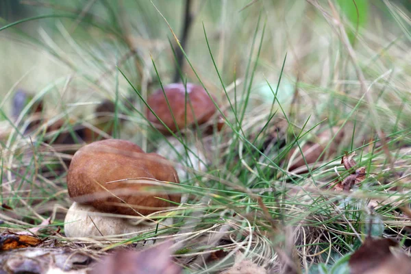 Deux champignons blancs poussent dans l'herbe — Photo