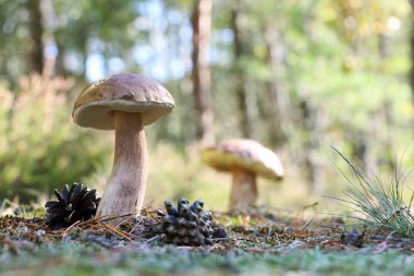 iki çörek ve iki külah