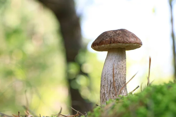 Grande lungo Leccinum fungo primo piano — Foto Stock