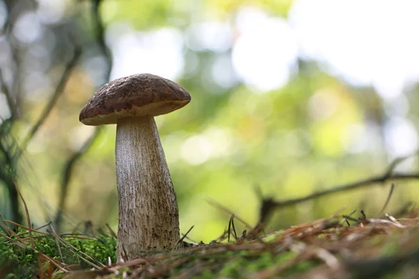 Large Leccinum mushroom in wood — Stock Photo, Image