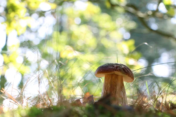 Gran hongo boletus en el bosque soleado — Foto de Stock