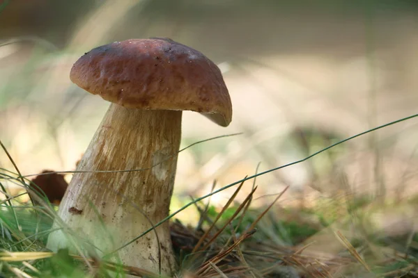 햇살 나무에 흰색 boletus 버섯 — 스톡 사진