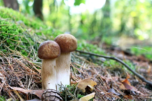 Due lunghi funghi bianchi — Foto Stock