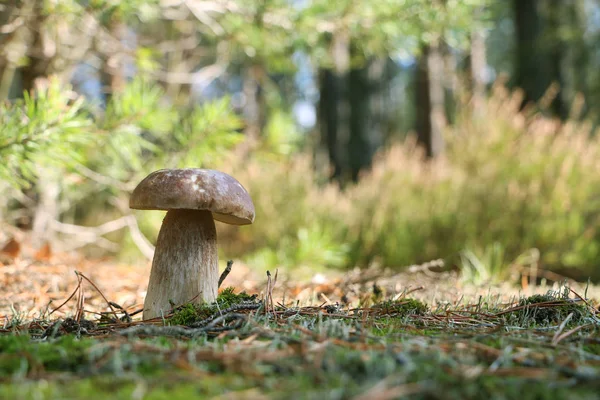 Steinpilzwachstum in sonnigem Holz — Stockfoto