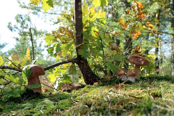 Four boletus mushrooms under an oak — Stock Photo, Image