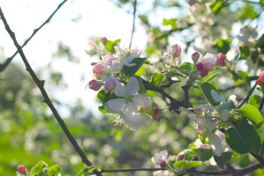 elma dalı çiçeği ile