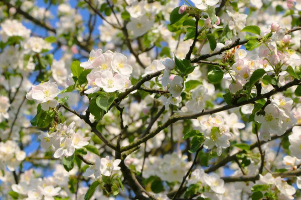 Apple blossom background — Stock Photo, Image