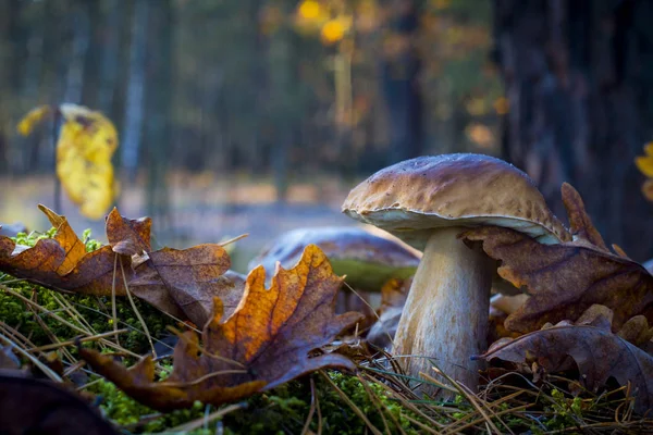 Grote paddestoel in de ochtend bos — Stockfoto