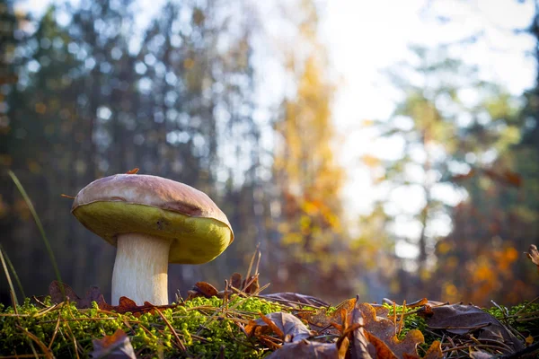 Big mushroom in morning sunny wood — стоковое фото