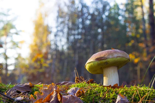 Großer Pilz im morgendlichen sonnigen Wald — Stockfoto
