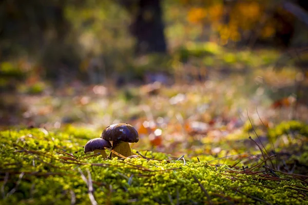 Boletus badius грибы из мха — стоковое фото