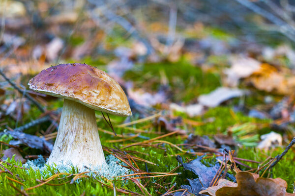 large white mushroom in nature