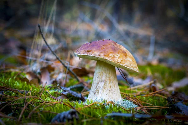 Steinpilz wächst in der Natur — Stockfoto