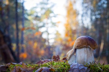 Porcini mantarları sabah güneşli ormanlarda